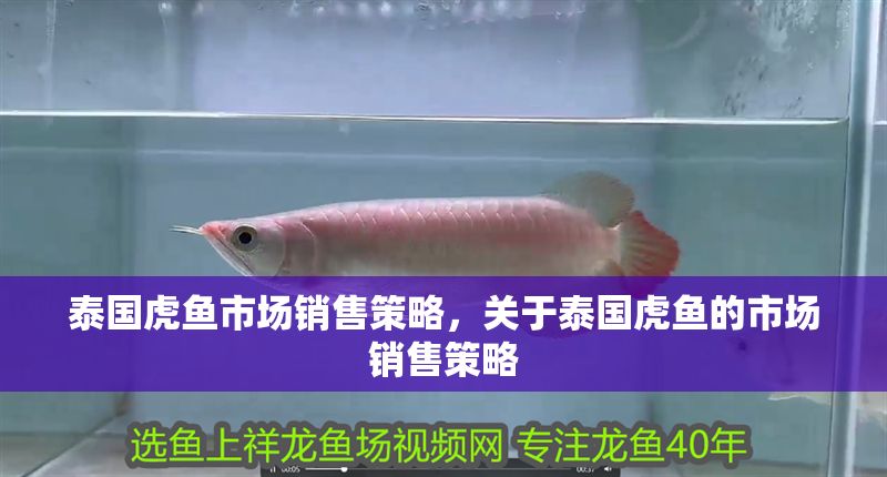 泰國虎魚市場銷售策略，關于泰國虎魚的市場銷售策略