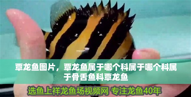 覃龍魚圖片,覃龍魚屬于哪個科屬于哪個科屬于骨舌魚科覃龍魚 水族問答 覃龍魚圖片,覃龍魚屬于哪個科屬于哪個科屬于骨舌魚科覃龍魚 覃龍魚圖片,覃龍魚屬于哪個科屬于哪個科屬于骨舌魚科覃龍魚 水族問答