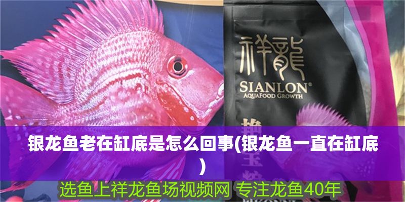 銀龍魚老在缸底是怎么回事(銀龍魚一直在缸底)