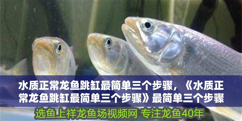 水質正常龍魚跳缸最簡單三個步驟，《水質正常龍魚跳缸最簡單三個步驟》最簡單三個步驟