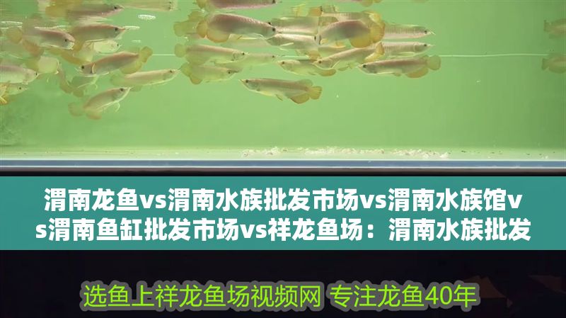 渭南龍魚vs渭南水族批發市場vs渭南水族館vs渭南魚缸批發市場vs祥龍魚場：渭南水族批發市場、渭南魚缸批發市場主要集中在以下幾個地方