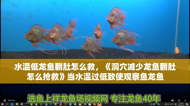 水溫低龍魚翻肚怎么救，《洞穴減少龍魚翻肚怎么搶救》當水溫過低致使觀察魚龍魚