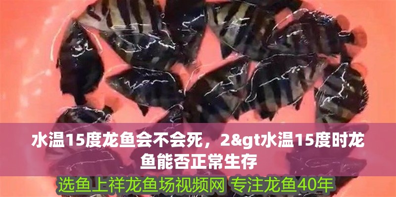 水溫15度龍魚會不會死，2&gt水溫15度時龍魚能否正常生存 水溫15度龍魚會不會死，2&gt水溫15度時龍魚能否正常生存 水族問答