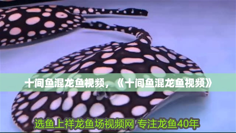 十間魚混龍魚視頻，《十間魚混龍魚視頻》