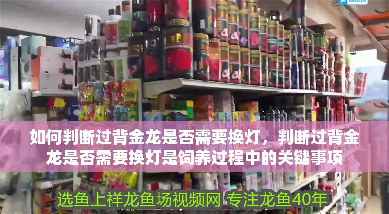 如何判斷過背金龍是否需要換燈，判斷過背金龍是否需要換燈是飼養過程中的關鍵事項