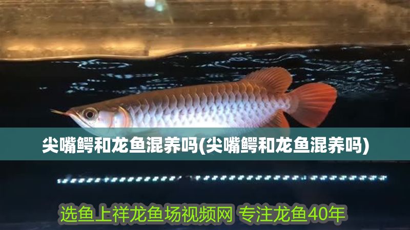 尖嘴鱷和龍魚混養嗎(尖嘴鱷和龍魚混養嗎) 尖嘴鱷和龍魚混養嗎(尖嘴鱷和龍魚混養嗎) 黃金貓魚百科 第1張