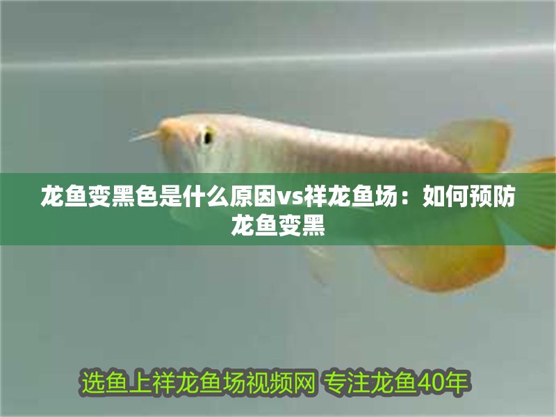 龍魚變黑色是什么原因vs祥龍魚場：如何預防龍魚變黑