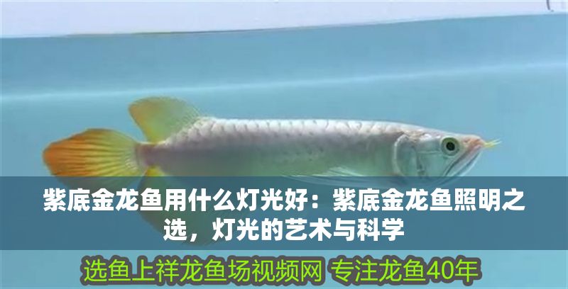紫底金龍魚用什么燈光好:紫底金龍魚照明之選,燈光的藝術與科學 龍魚百科 第1張 紫底金龍魚用什么燈光好:紫底金龍魚照明之選,燈光的藝術與科學 紫底金龍魚用什么燈光好:紫底金龍魚照明之選,燈光的藝術與科學 龍魚百科 第1張