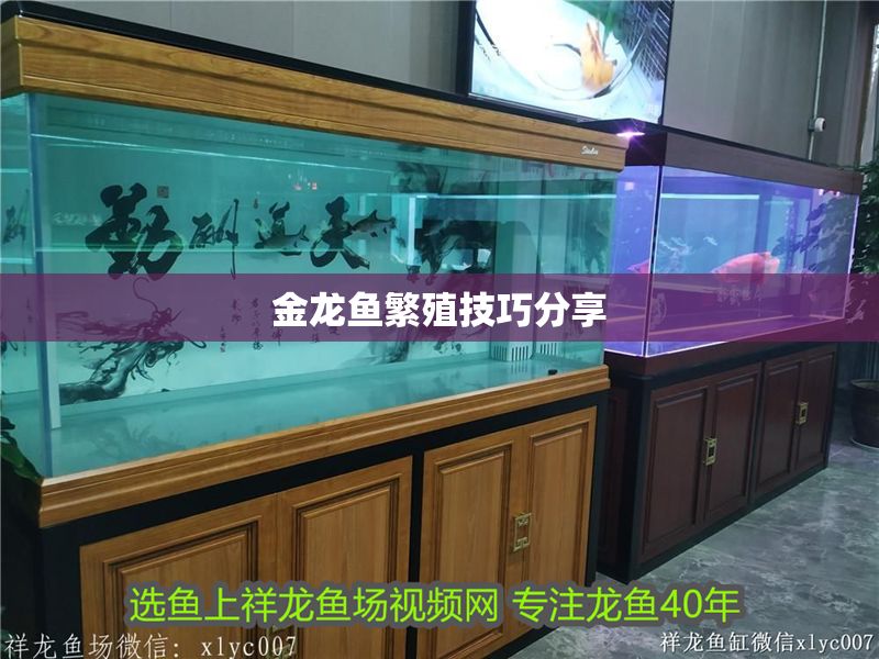 金龍魚繁殖技巧分享 金龍魚繁殖技巧分享 金龍魚百科 第2張