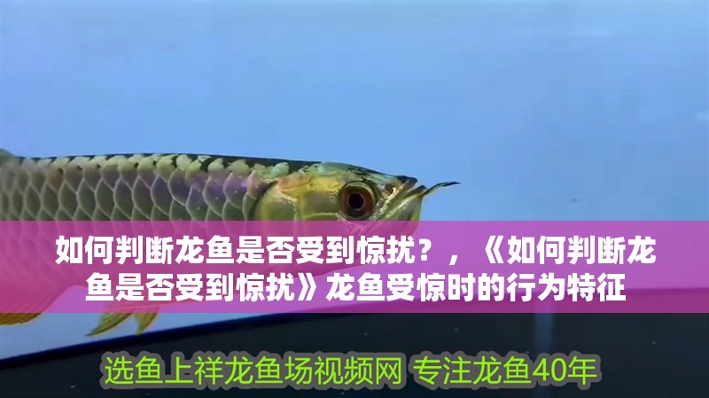 如何判斷龍魚是否受到驚擾？，《如何判斷龍魚是否受到驚擾》龍魚受驚時的行為特征 如何判斷龍魚是否受到驚擾？，《如何判斷龍魚是否受到驚擾》龍魚受驚時的行為特征 龍魚論壇
