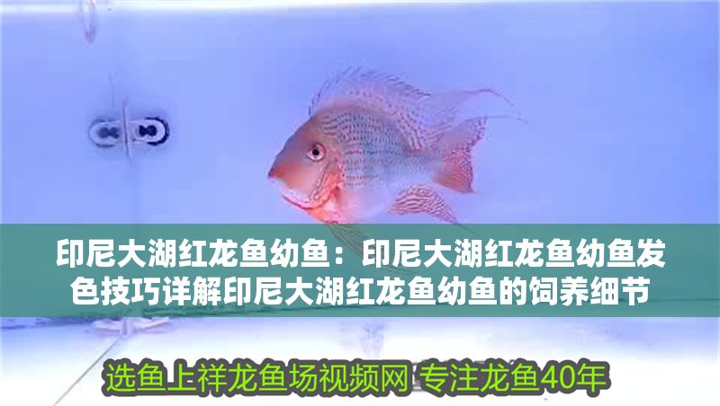 印尼大湖紅龍魚幼魚：印尼大湖紅龍魚幼魚發(fā)色技巧詳解印尼大湖紅龍魚幼魚的飼養(yǎng)細(xì)節(jié)