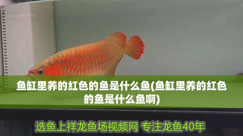 魚缸里養的紅色的魚是什么魚(魚缸里養的紅色的魚是什么魚啊)