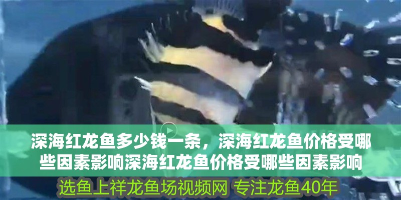 深海紅龍魚(yú)多少錢(qián)一條，深海紅龍魚(yú)價(jià)格受哪些因素影響深海紅龍魚(yú)價(jià)格受哪些因素影響