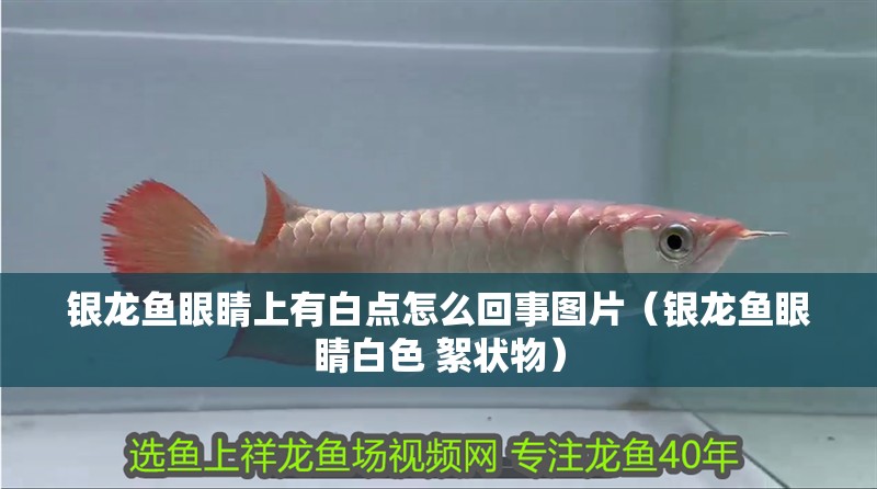 銀龍魚眼睛上有白點怎么回事圖片（銀龍魚眼睛白色 絮狀物）