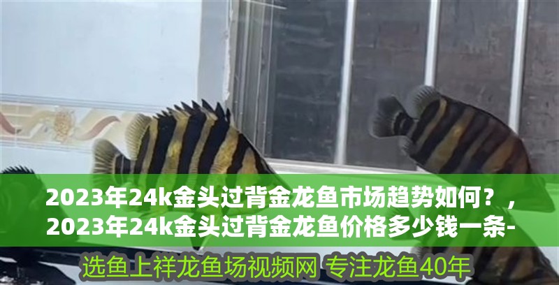 2023年24k金頭過背金龍魚市場趨勢如何？，2023年24k金頭過背金龍魚價格多少錢一條- 2023年24k金頭過背金龍魚市場趨勢如何？，2023年24k金頭過背金龍魚價格多少錢一條- 龍魚論壇