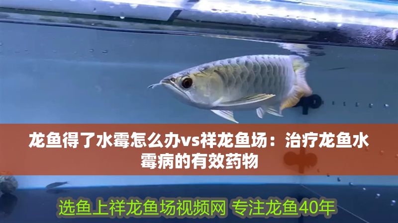 龍魚得了水霉怎么辦vs祥龍魚場(chǎng)：治療龍魚水霉病的有效藥物