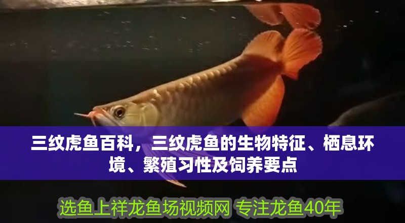 三紋虎魚百科，三紋虎魚的生物特征、棲息環境、繁殖習性及飼養要點