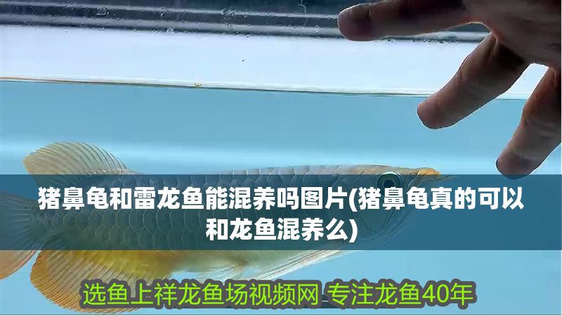 豬鼻龜和雷龍魚能混養嗎圖片(豬鼻龜真的可以和龍魚混養么)