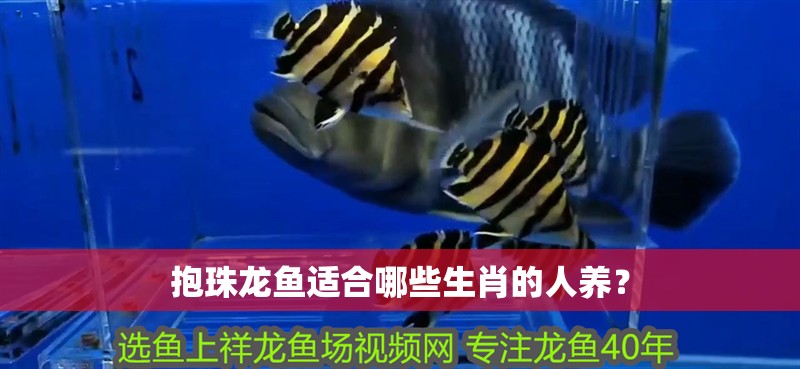 抱珠龍魚適合哪些生肖的人養？