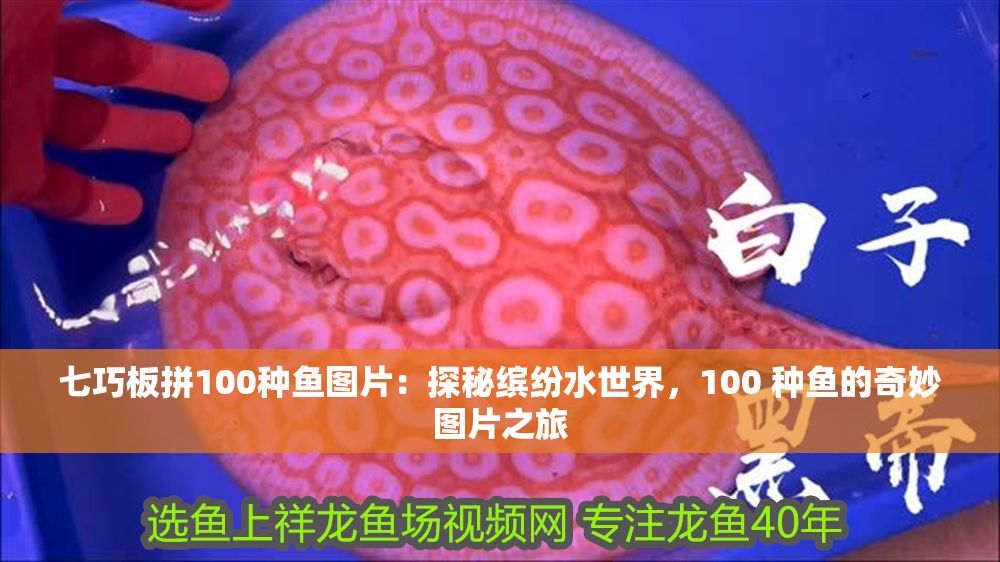 七巧板拼100種魚圖片：探秘繽紛水世界，100 種魚的奇妙圖片之旅