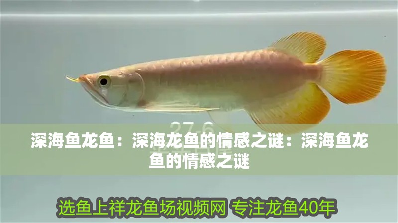 深海魚龍魚：深海龍魚的情感之謎：深海魚龍魚的情感之謎