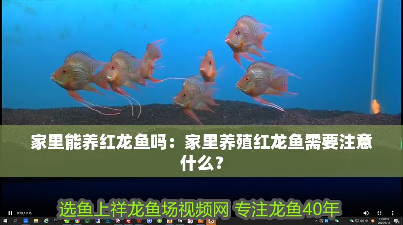 家里能養紅龍魚嗎：家里養殖紅龍魚需要注意什么？