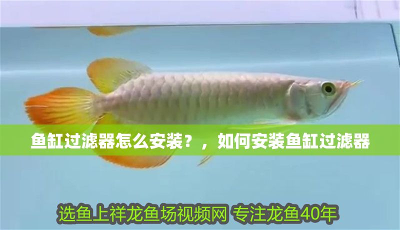 魚缸過濾器怎么安裝？，如何安裝魚缸過濾器
