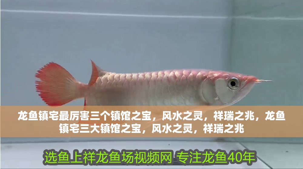 龍魚鎮(zhèn)宅最厲害三個鎮(zhèn)館之寶，風(fēng)水之靈，祥瑞之兆，龍魚鎮(zhèn)宅三大鎮(zhèn)館之寶，風(fēng)水之靈，祥瑞之兆 龍魚鎮(zhèn)宅最厲害三個鎮(zhèn)館之寶，風(fēng)水之靈，祥瑞之兆，龍魚鎮(zhèn)宅三大鎮(zhèn)館之寶，風(fēng)水之靈，祥瑞之兆 龍魚百科 第1張