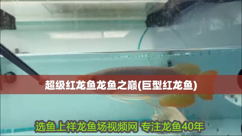 超級紅龍魚龍魚之巔(巨型紅龍魚)