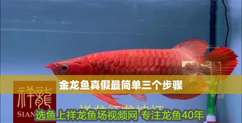 金龍魚真假最簡單三個步驟