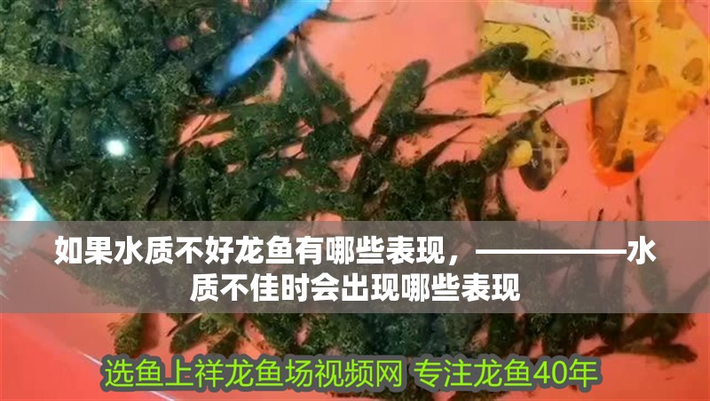 如果水質不好龍魚有哪些表現，—————水質不佳時會出現哪些表現
