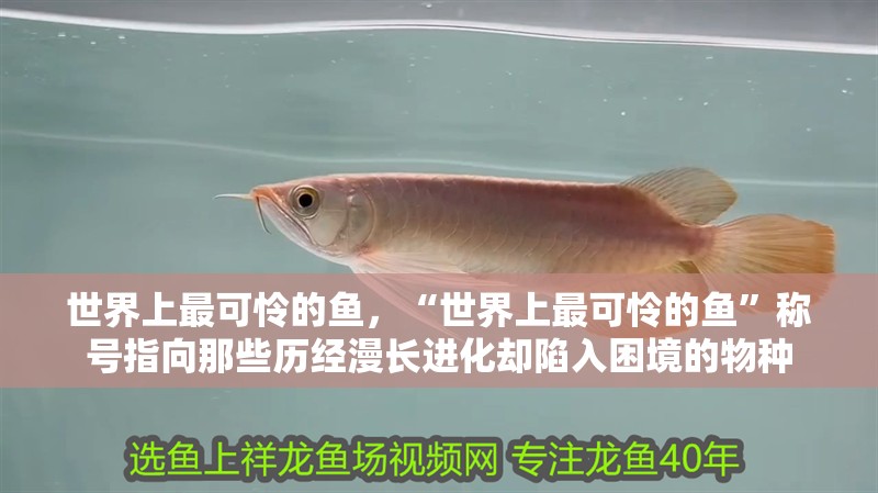 世界上最可憐的魚，“世界上最可憐的魚”稱號指向那些歷經漫長進化卻陷入困境的物種