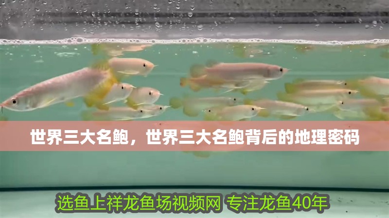 世界三大名鮑，世界三大名鮑背后的地理密碼