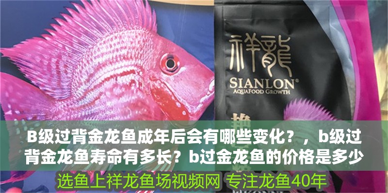 B級過背金龍魚成年后會有哪些變化？，b級過背金龍魚壽命有多長？b過金龍魚的價格是多少，