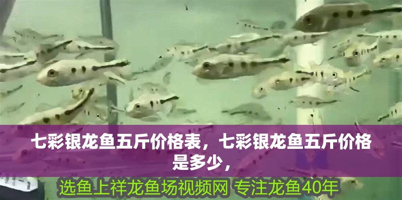 七彩銀龍魚五斤價(jià)格表，七彩銀龍魚五斤價(jià)格是多少，