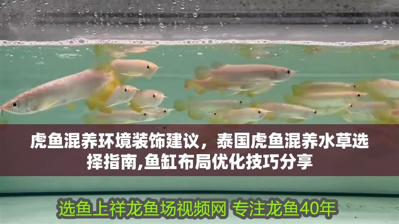 虎魚混養環境裝飾建議，泰國虎魚混養水草選擇指南,魚缸布局優化技巧分享