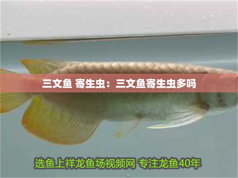 三文魚 寄生蟲：三文魚寄生蟲多嗎 三文魚 寄生蟲：三文魚寄生蟲多嗎 元寶鳳凰魚百科 第1張