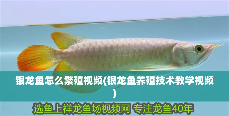 銀龍魚怎么繁殖視頻(銀龍魚養殖技術教學視頻) 銀龍魚怎么繁殖視頻(銀龍魚養殖技術教學視頻) 銀龍魚百科 第1張