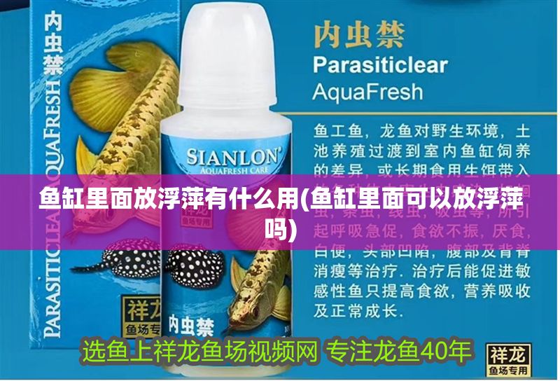 魚缸里面放浮萍有什么用(魚缸里面可以放浮萍嗎)