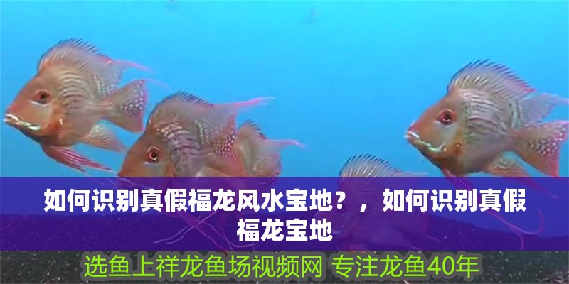 如何識別真假福龍風水寶地？，如何識別真假福龍寶地 如何識別真假福龍風水寶地？，如何識別真假福龍寶地 龍魚論壇