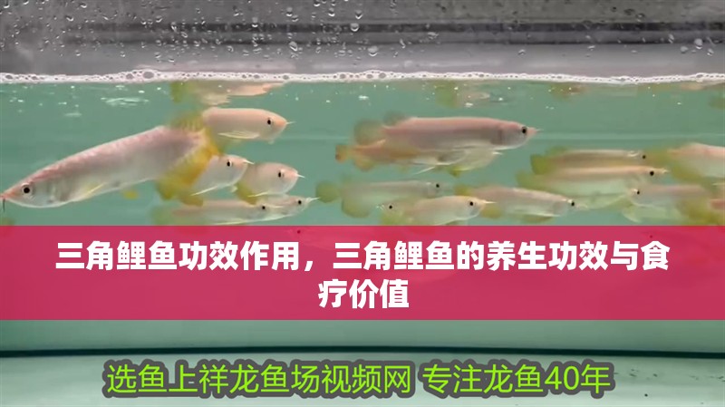 三角鯉魚功效作用，三角鯉魚的養(yǎng)生功效與食療價(jià)值