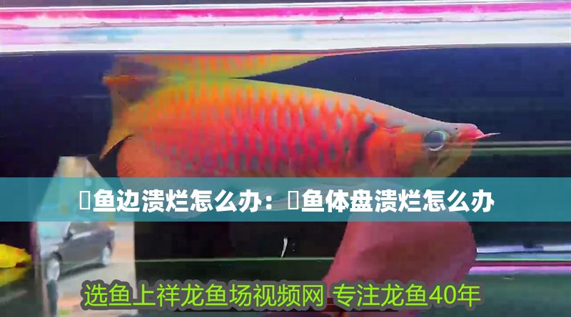 魟魚邊潰爛怎么辦：魟魚體盤潰爛怎么辦