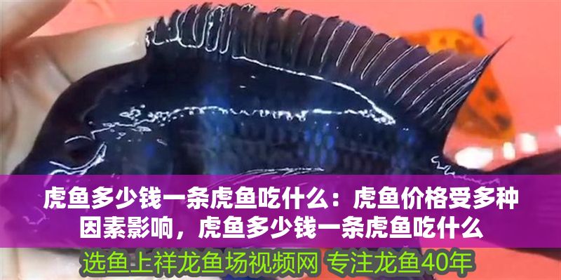 虎魚多少錢一條虎魚吃什么：虎魚價格受多種因素影響，虎魚多少錢一條虎魚吃什么
