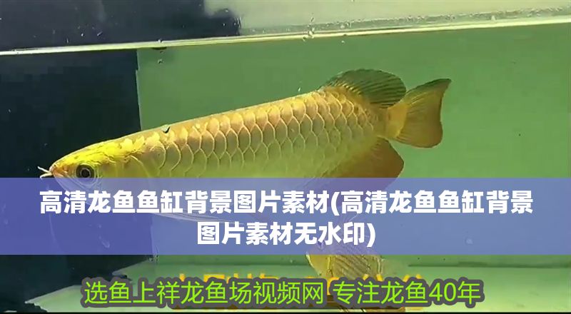 高清龍魚魚缸背景圖片素材(高清龍魚魚缸背景圖片素材無(wú)水印)