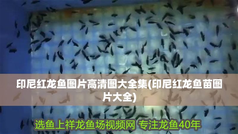 印尼紅龍魚(yú)圖片高清圖大全集(印尼紅龍魚(yú)苗圖片大全)