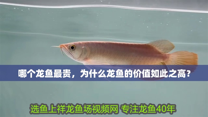哪個龍魚最貴，為什么龍魚的價值如此之高？