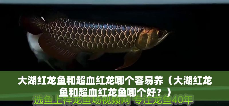 大湖紅龍魚和超血紅龍哪個容易養（大湖紅龍魚和超血紅龍魚哪個好？）