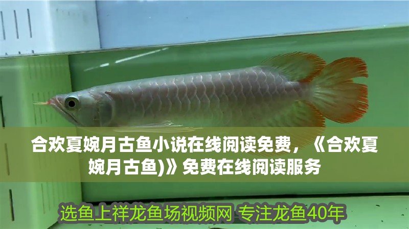 合歡夏婉月古魚小說在線閱讀免費，《合歡夏婉月古魚)》免費在線閱讀服務