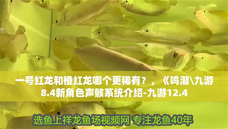 一號紅龍和橙紅龍哪個更稀有？，《鳴潮\九游8.4新角色聲骸系統介紹-九游12.4