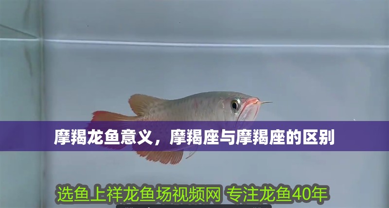 摩羯龍魚意義，摩羯座與摩羯座的區(qū)別